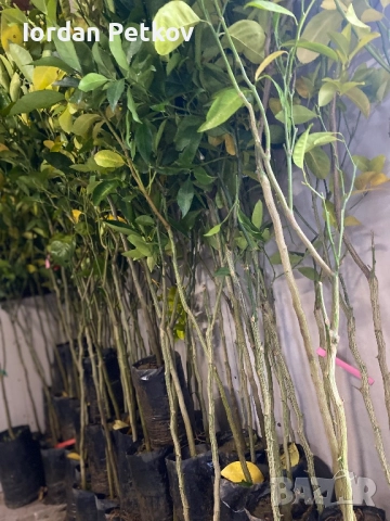 Лион, Мандарина, Портокал, снимка 3 - Градински цветя и растения - 52656437