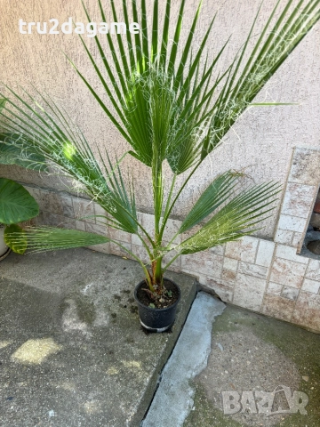 Палми Вашингтония, снимка 1