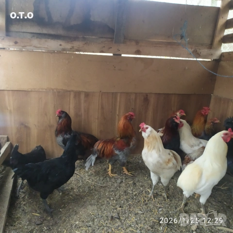 Петли Аракуана, стават и за клане.От 2 до 3кг, снимка 5 - Кокошки и пуйки - 53220295