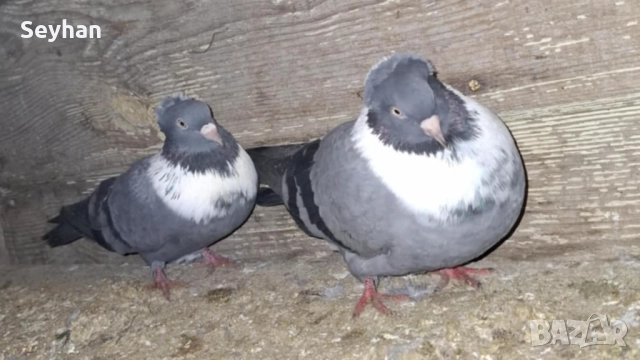 Чирпански гълъби, снимка 2 - Гълъби - 52816613