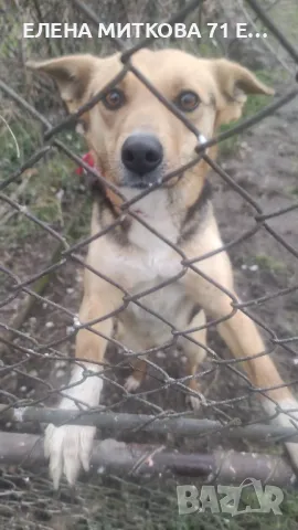 Прекрасна мила женска търси дом