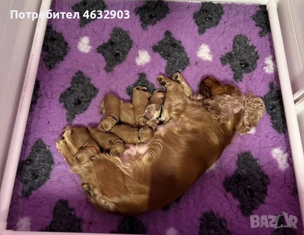 кокер шпаньол червен класически момче, снимка 11 - Кокер шпаньол - 52776611