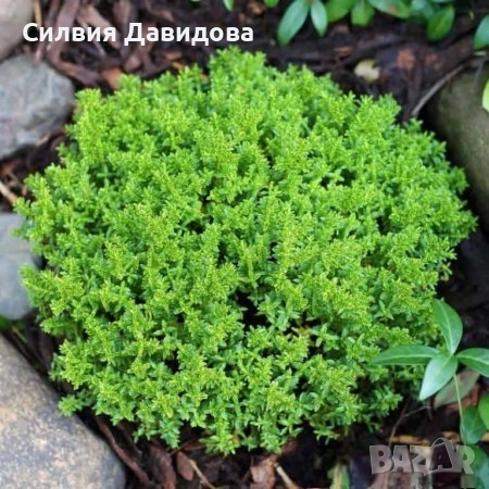 Хебе Hebe, снимка 3 - Градински цветя и растения - 52534903