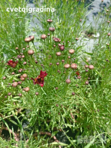 Coreopsis red satin(Кореопсис Червен сатен), снимка 4 - Градински цветя и растения - 50652939