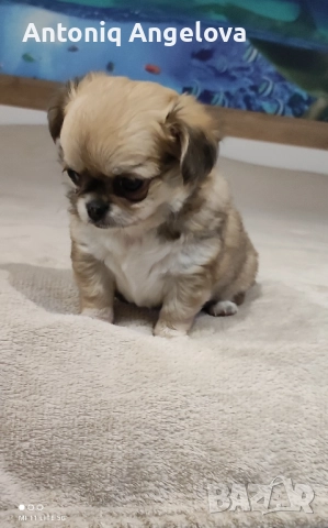 момиченце с първа ваксина , снимка 3 - Чихуахуа - 52869346