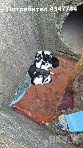 Подаряват се малки кученца 7 броя. , снимка 2 - Други - 52813823