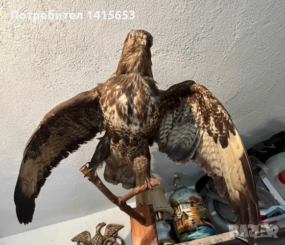 Продавам препарирана птица, снимка 2 - Антикварни и старинни предмети - 53434023