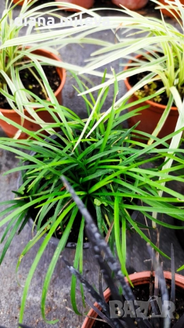Промо пакет от 6 бр Декоративни треви, снимка 5 - Градински цветя и растения - 52101684