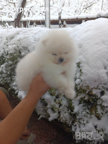 Померан-момче, снимка 4 - Померан - 53314424