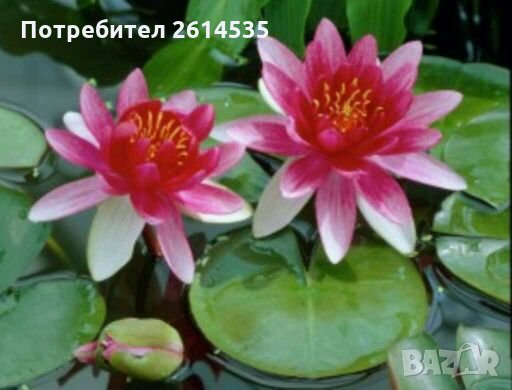 Водна Лилия, снимка 3 - Градински цветя и растения - 28315523