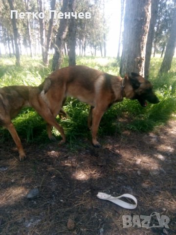 Белгийска овчарка малиноа за разплод, снимка 4 - Белгийска овчарка - 32965344
