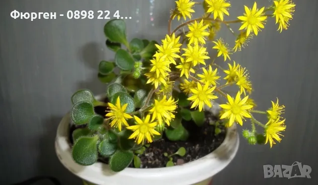 Разсад Дървото на парите Цена за 1 саксия 8лв, снимка 5 - Разсади - 49239000