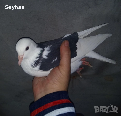 Гълъби типлери , снимка 2 - Гълъби - 52745038