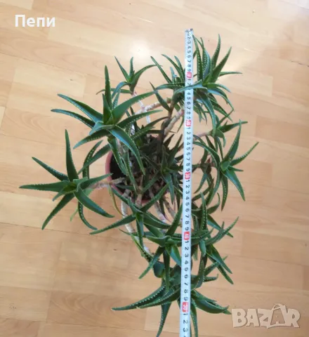 Красиво многогодишно Алое, снимка 4 - Стайни растения - 50374115