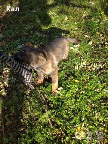 Немска овчарка,сивак, снимка 3 - Немска овчарка - 52850979