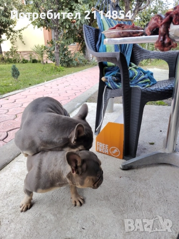 Френски булдог , снимка 2 - Френски булдог - 52080670