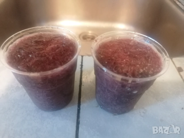 Продавам жива храна за рибки Тубифекс , снимка 4 - Рибки - 53486642