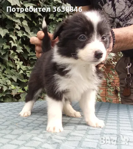 Бордър коли, снимка 2 - Бордър коли - 49782607