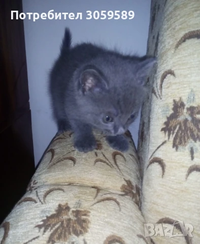 Руски сини котенца мъжко и женско, снимка 1