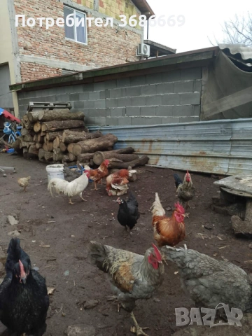 Продавам Петли! 