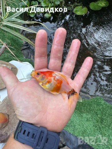 Златни риби Комети имам различни размери , снимка 1