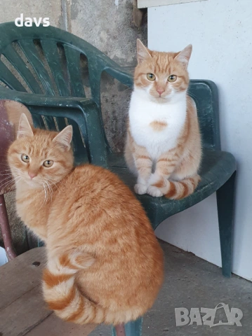 Рижави котета на 6 мес. търсят дом