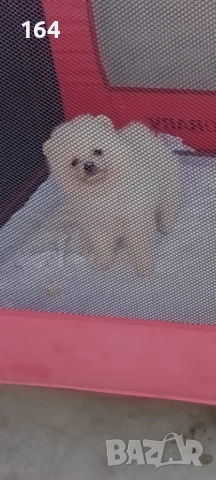 Мъжки  Померан. Реални снимки от днес ! 