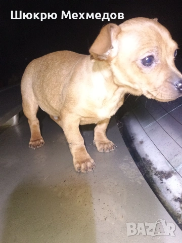 Мъжко пинчер с ваксини и паспорт, снимка 4 - Пинчер - 52649997