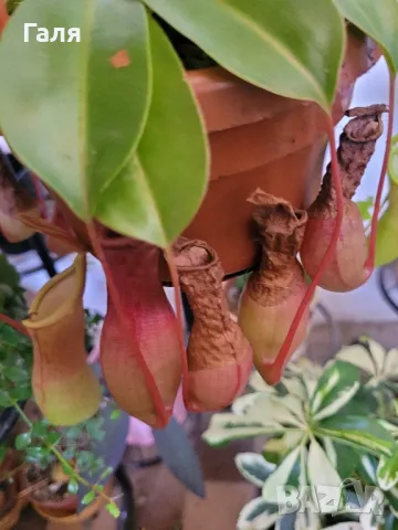 Насекомоядно Растение - Nepenthes , снимка 4 - Стайни растения - 47837725