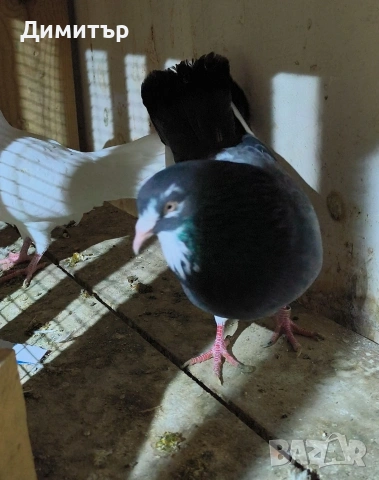 Чифт гълъби на глас 