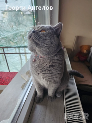 ЧИСТОКРЪВЕН МЪЖКИ БРИТАНЕЦ ЗА РАЗПЛОД, снимка 15 - Британска късокосместа - 48316235