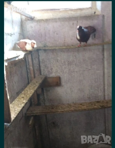 Паламарски гълъби, снимка 2 - Гълъби - 53065726