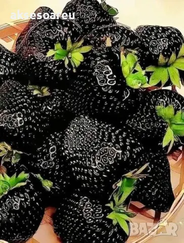 80 семена от плод черна ягода органични плодови ягодови семки от вкусни черни ягоди отлични плодове, снимка 11 - Сортови семена и луковици - 50419261