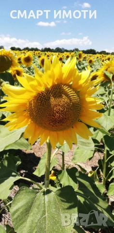 Продава земеделска земя - 22.4 дка - с. КАЙНАРДЖА, общ. Кайнарджа, обл. Силистра