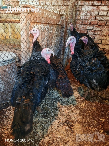 Пуйки порода Артисан , снимка 9 - Кокошки и пуйки - 52616371