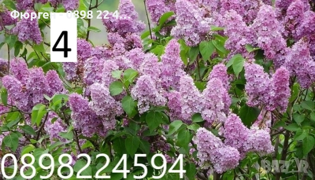 Люляк / Lilac Налични 4 цвята 