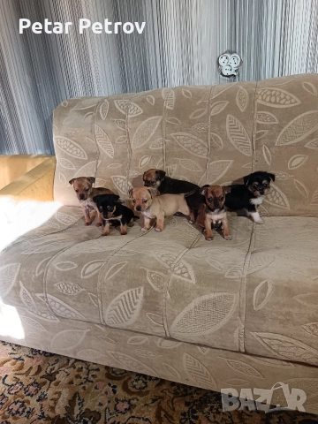 Мини пинчер чихуахуа, снимка 14 - Чихуахуа - 52816462