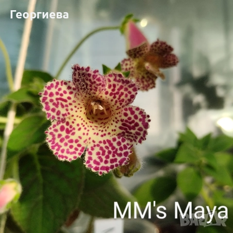 колерия растения и ризоми , снимка 17 - Стайни растения - 51619779