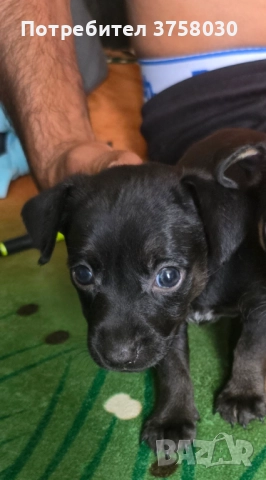 Продавам Мини Пинчери , снимка 1