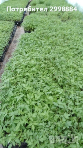 Разсад, снимка 5 - Разсади - 52471727