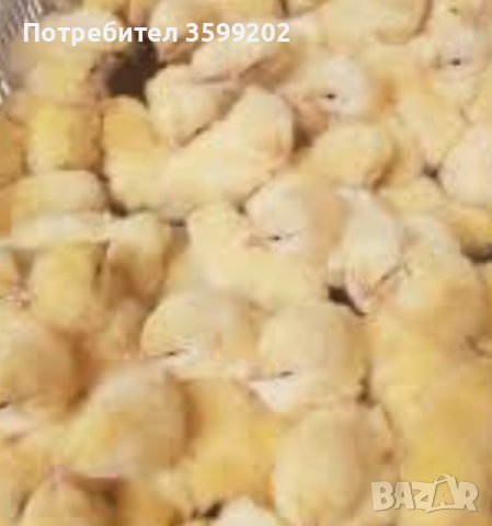 продавам  пиленца носачки Ломан браун и Ломан уайт, снимка 1 - други­ - 43437264