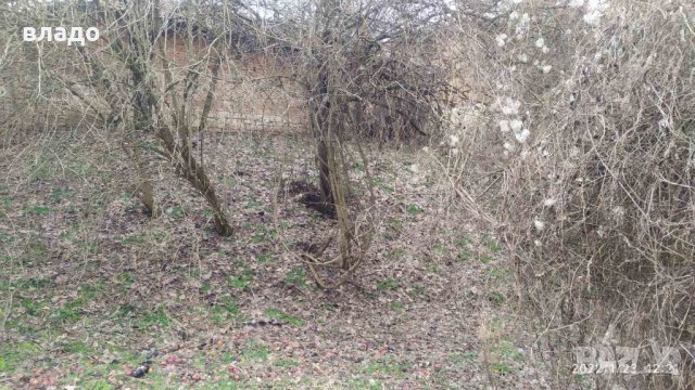 Осиково дворно място с къща, снимка 6 - Къщи - 35534250