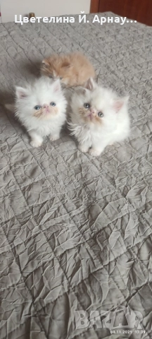 Персийски котета екстремал , снимка 6 - Персийска - 52430537