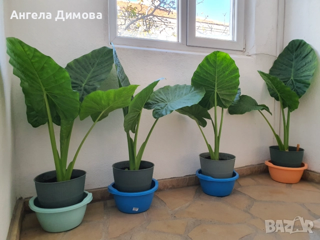 Продавам трилистник-алоказия