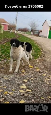 Продавам две мъжки каракачани на по година и половина стават за пазач , снимка 2 - Каракачанска овчарка - 52828382