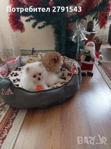 померан момче , снимка 2 - Померан - 52972734