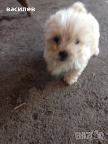 болонки, снимка 3 - Болонка - 50635002