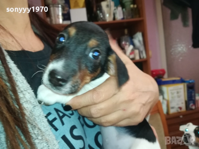 ЖЕНСКО КУТРЕ-ДЖАК РЪСЕЛ НА 40 ДЕНА 2909251558, снимка 2 - Джак ръсел териер - 51879256