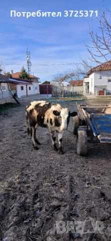 Продавам женско теле, снимка 6 - Крави - 52956407