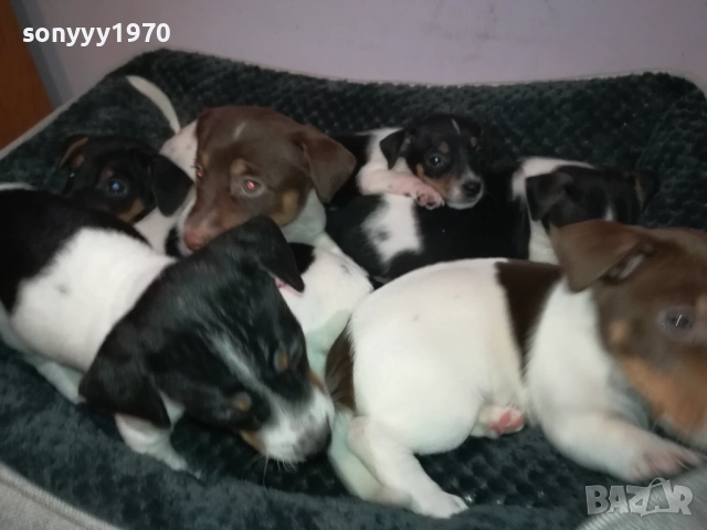 ДЖАК РЪСЕЛ 250ЛВ ЗА БРОЙ 2709251829, снимка 14 - Джак ръсел териер - 51859010